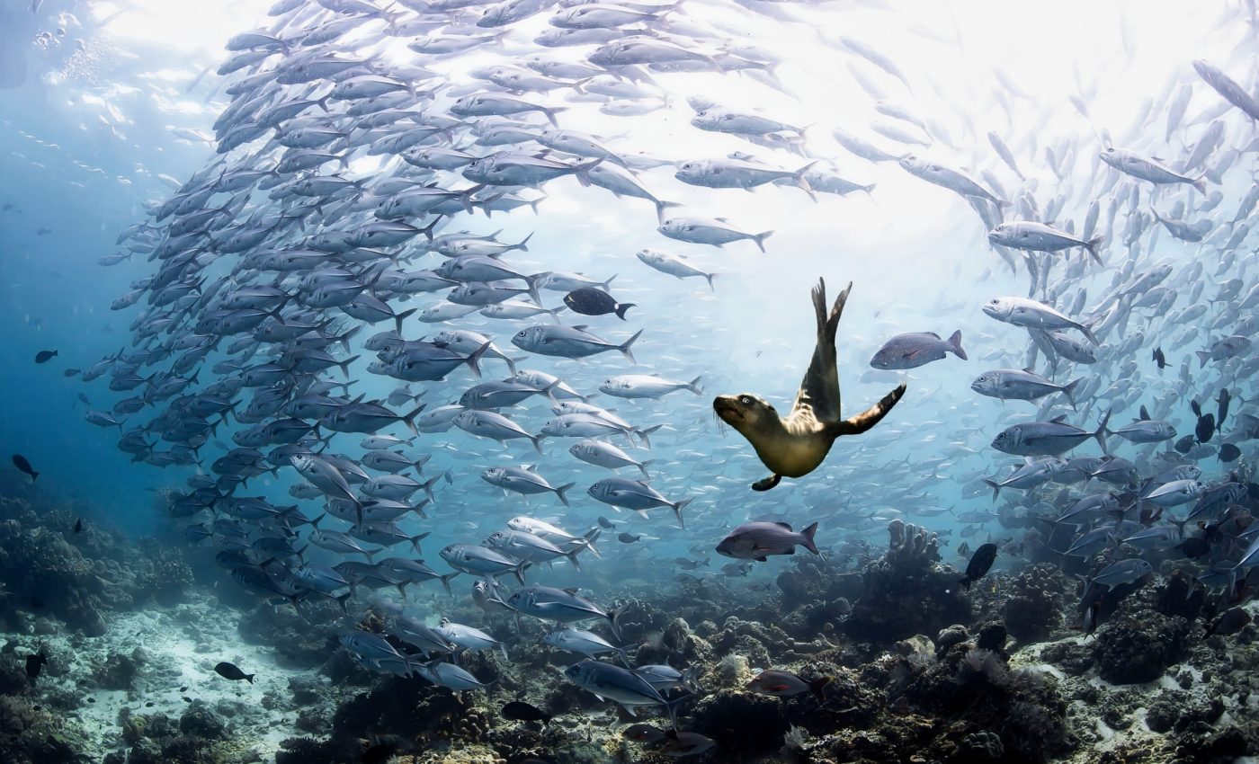 Fascinating mating behavior of leopard seals revealed