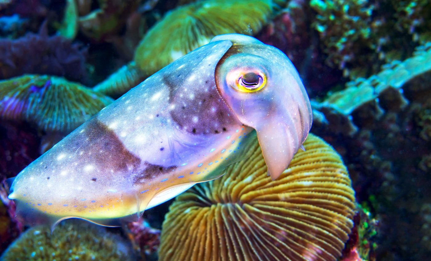 Cuttlefish form false memories of events similar to humans