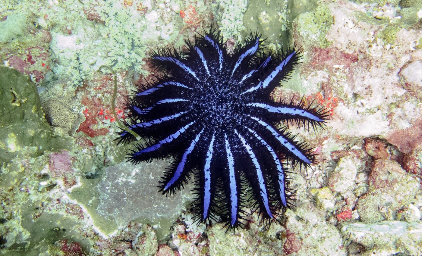 Sea sawdust: Unexpected diet of crown-of-thorns starfish