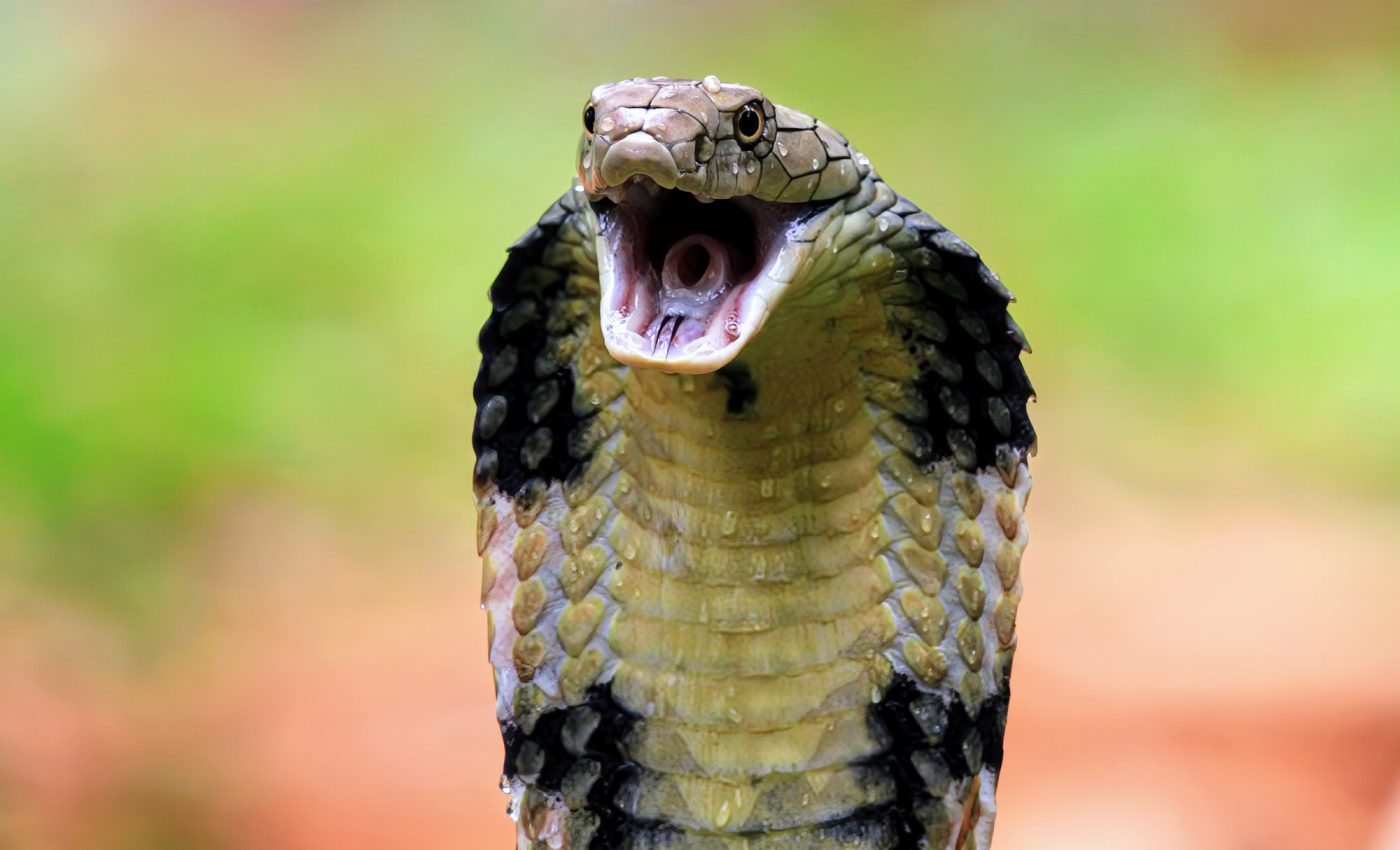 Cobra venom just became less deadly, thanks to a common drug