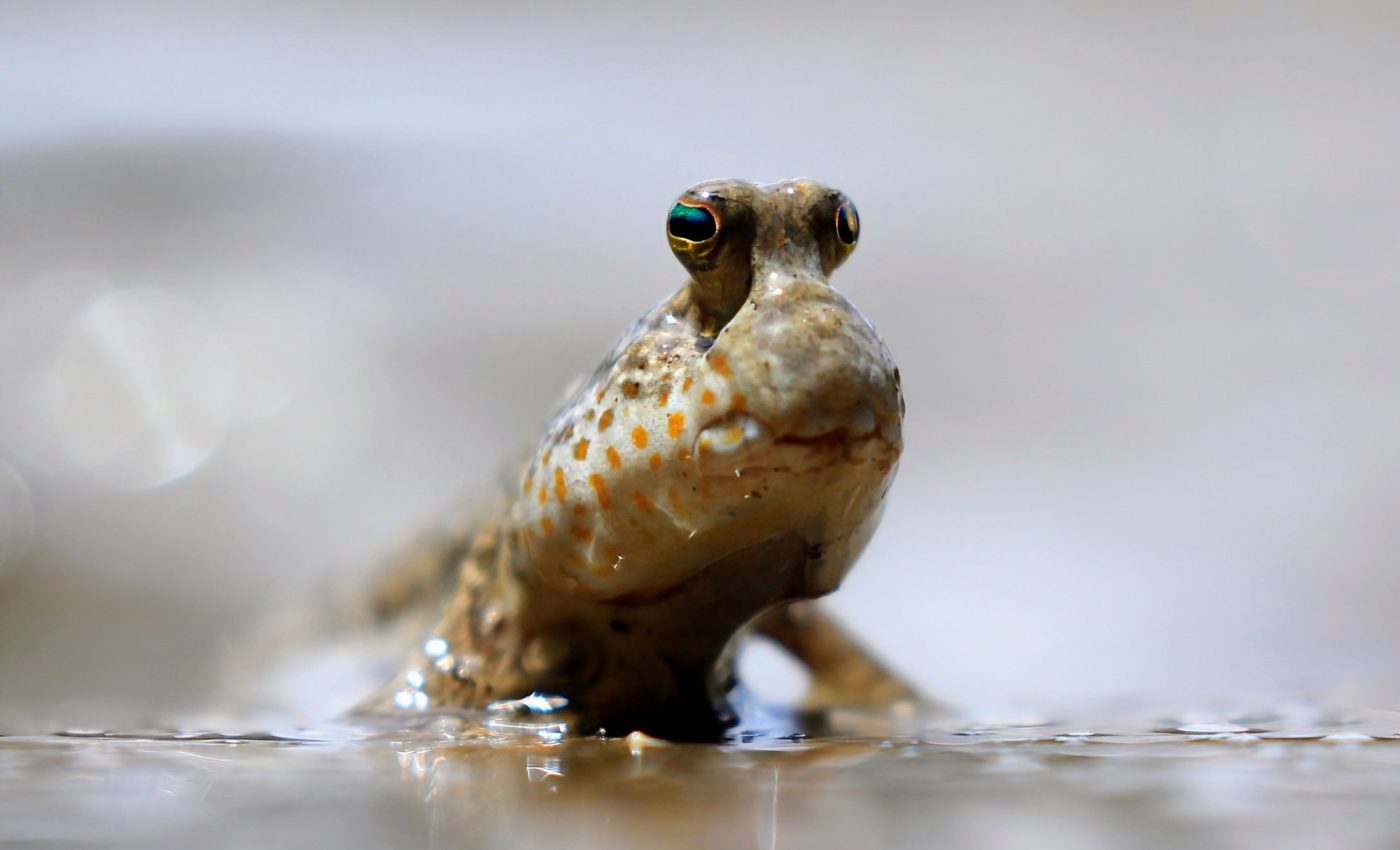 Bizarre fish can walk and thrive on land