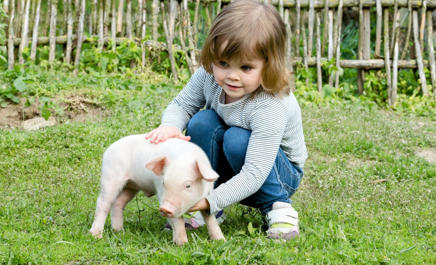 Kids who identify farm animals by name are less likely to eat them