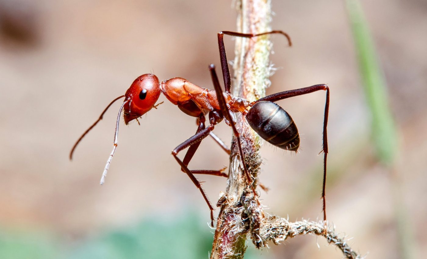 How do asexual ants maintain genetic diversity?