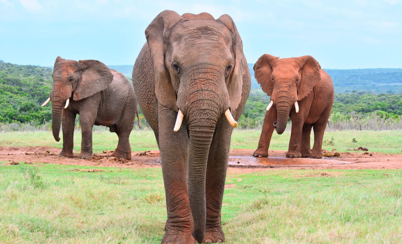 Bull elephants use deep rumbles to say ‘let’s go’