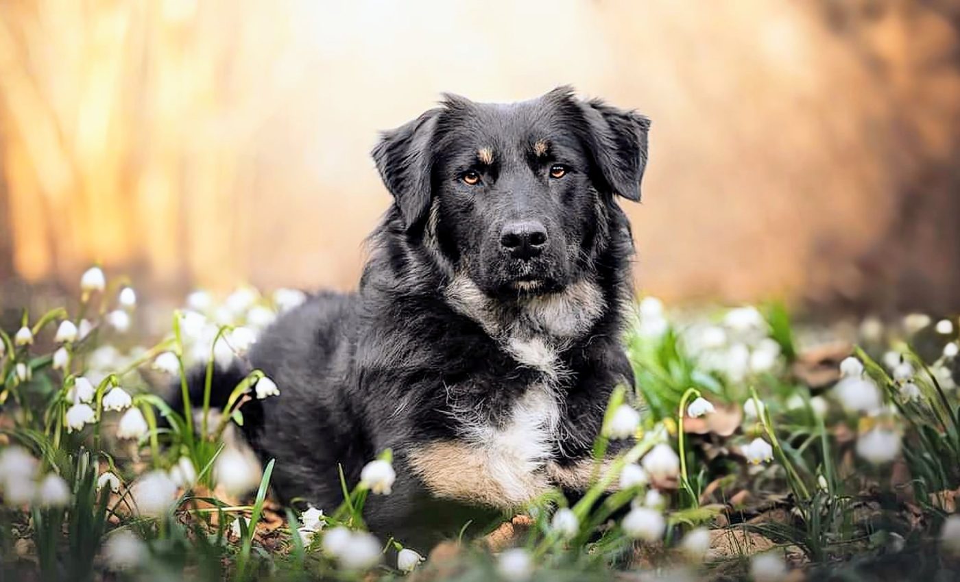 Dog blindness can be avoided with affordable DNA testing