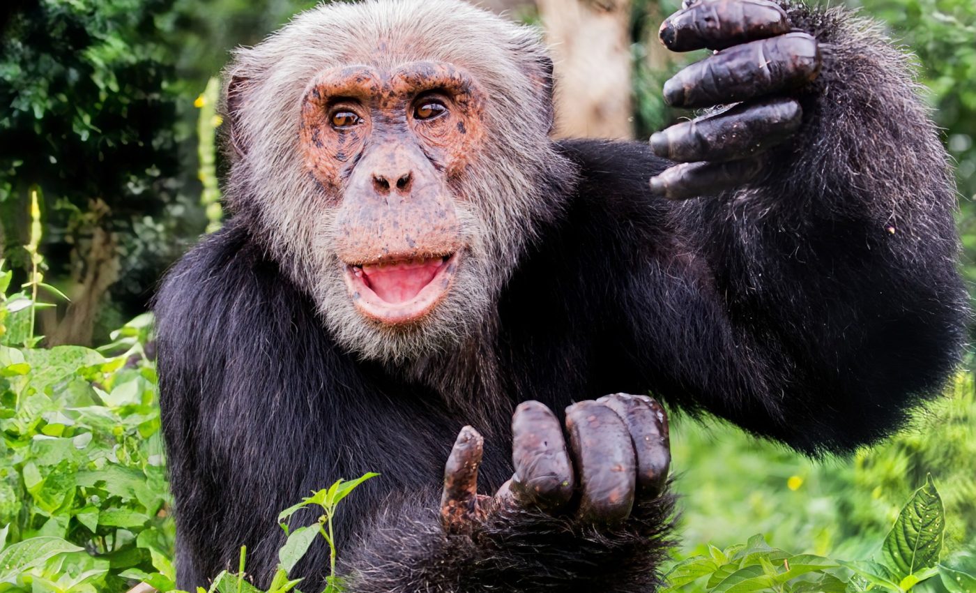 Chimpanzees use rapid gestures in conversations like humans