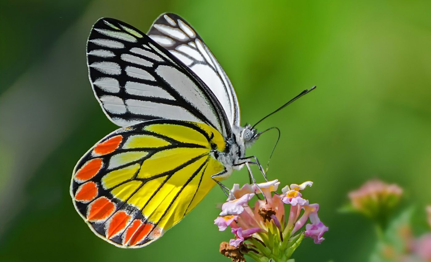 People love pretty butterflies - and that complicates data for scientists