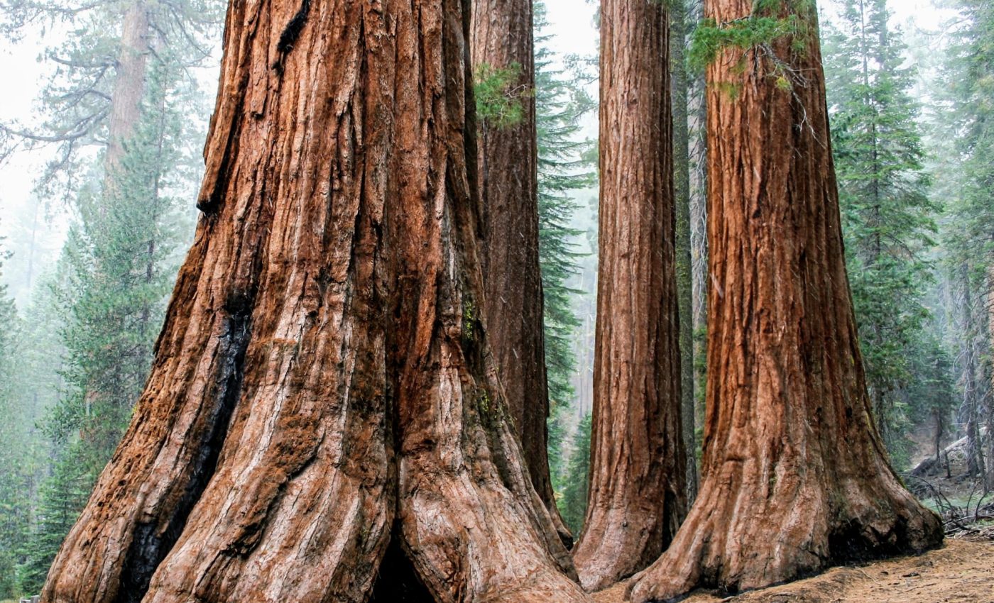 Tree bark removes methane from the atmosphere