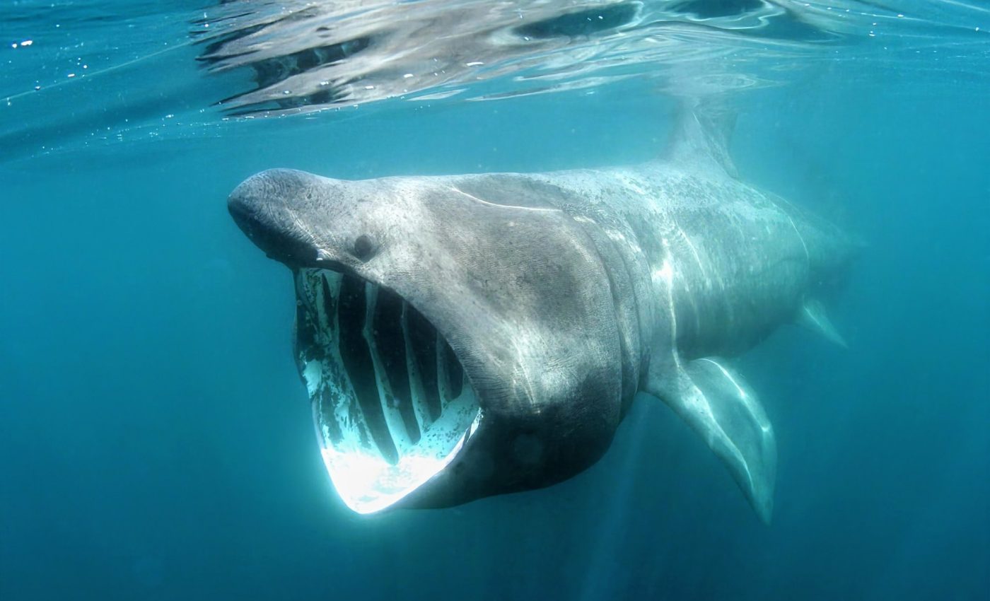 Basking sharks are exceptionally vulnerable to ship strikes