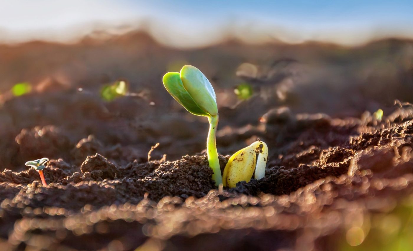 Plants keep up a precise rhythm to partner with bacteria