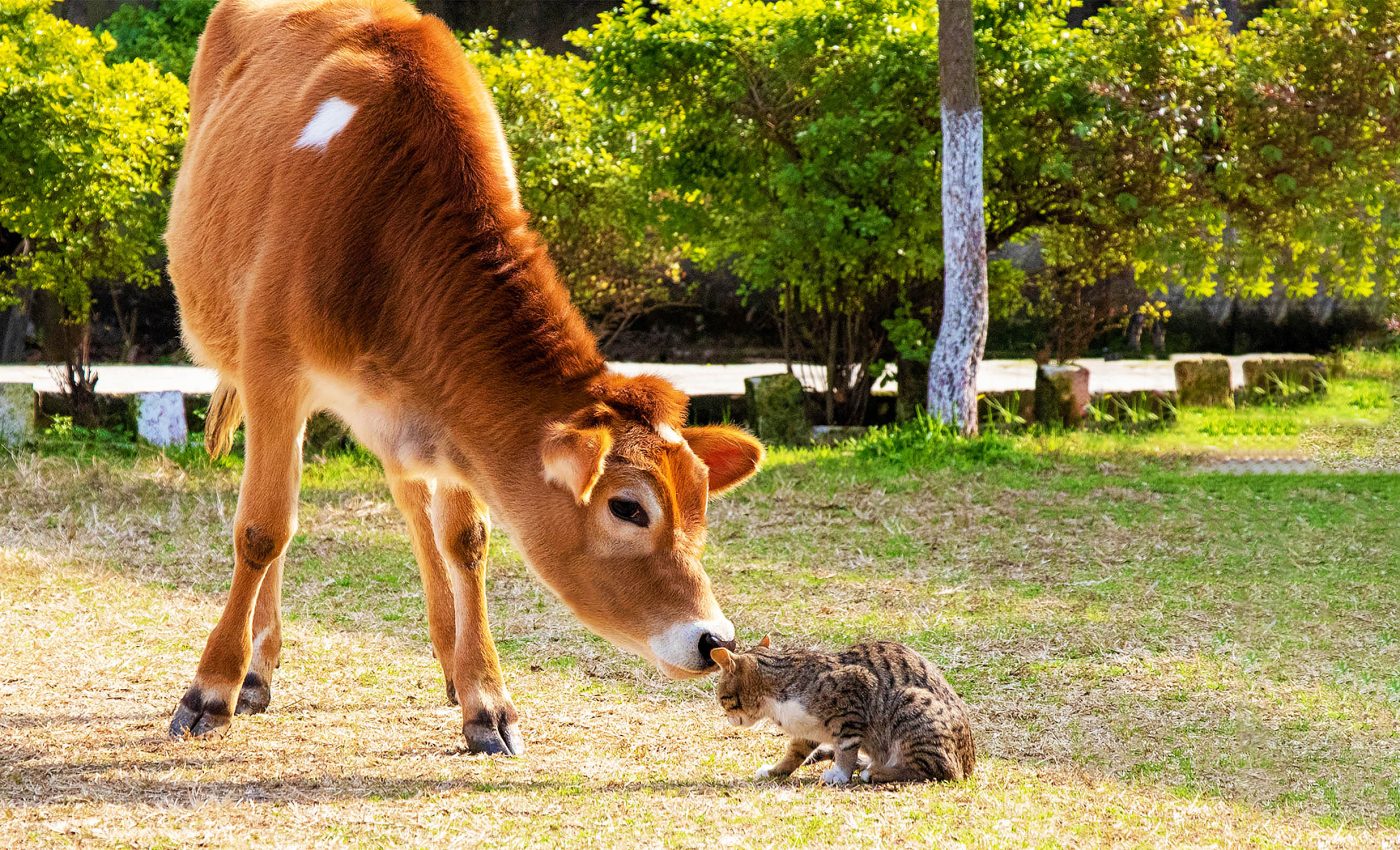 Avian flu is now spreading from mammal-to-mammal, alarming health officials