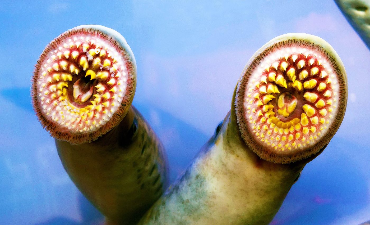 Sea lampreys help scientists decode stem cell origins