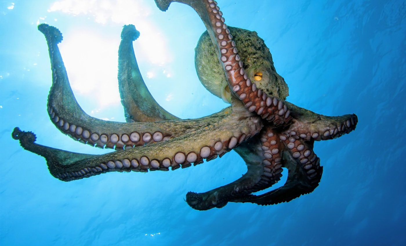 Octopus pigments boost the power of sunscreen protection