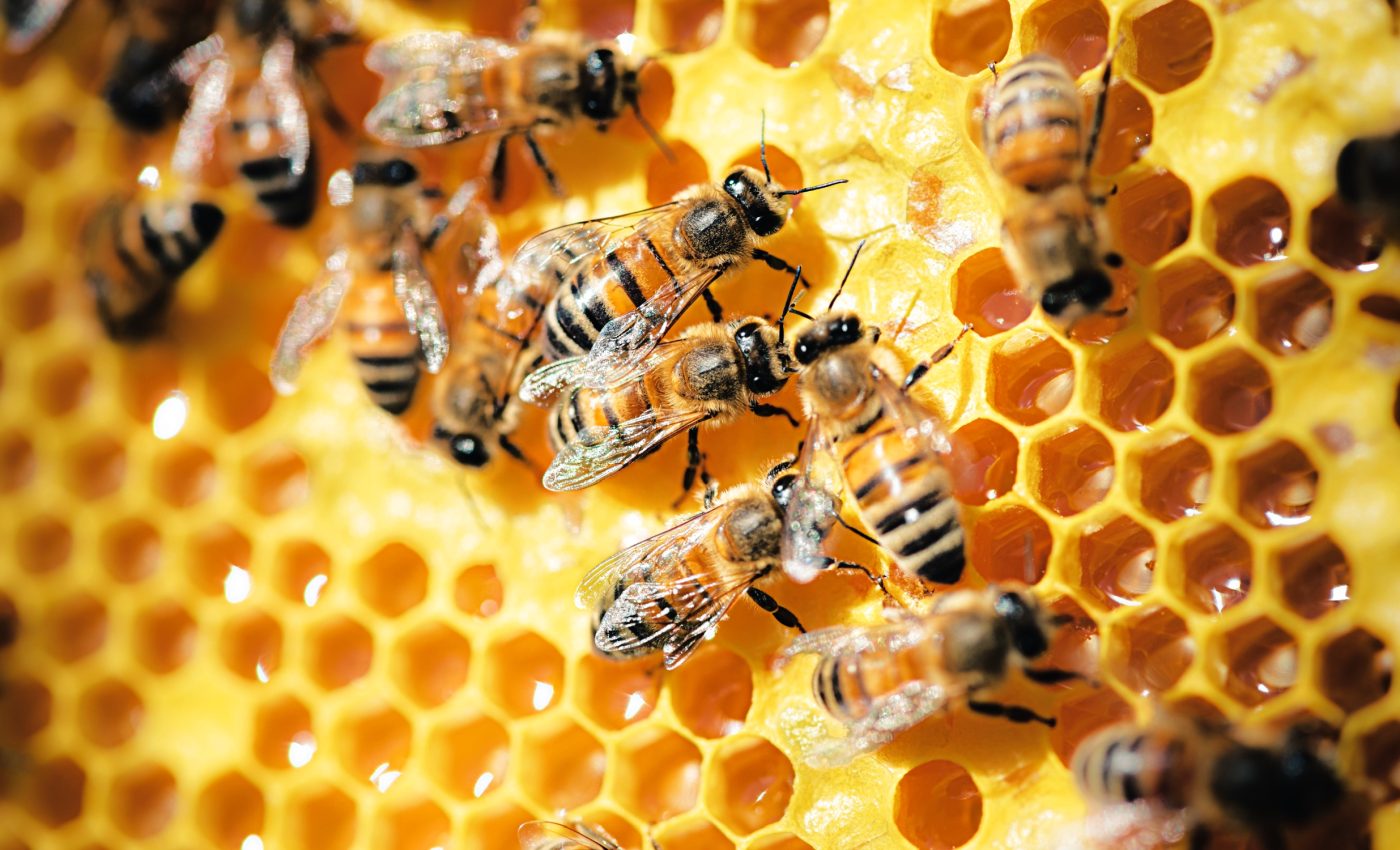 Honeybees need a balanced diet for optimal health