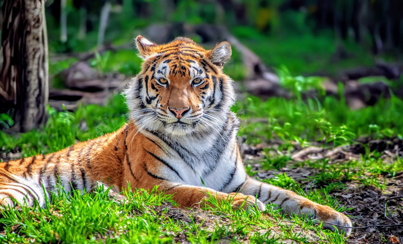 Tiger numbers have jumped by 250% in Thailand