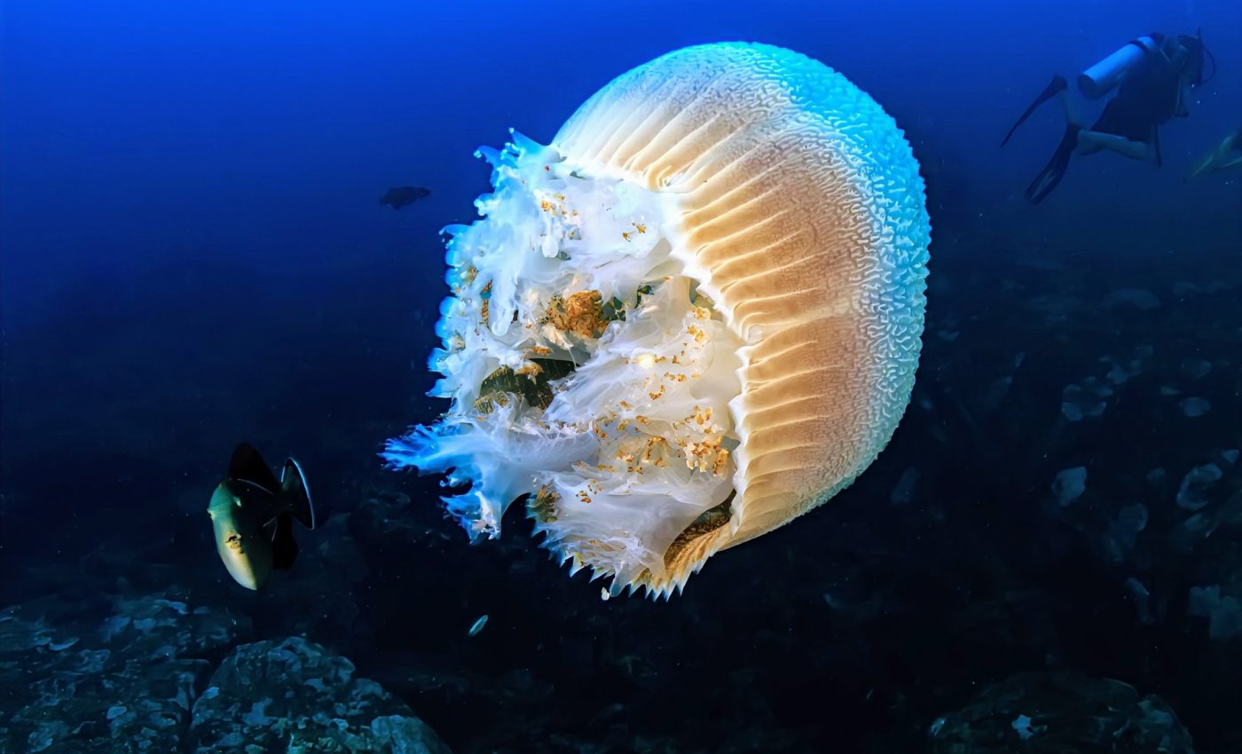 Deep sea mining debate intensifies as opponents face a setback