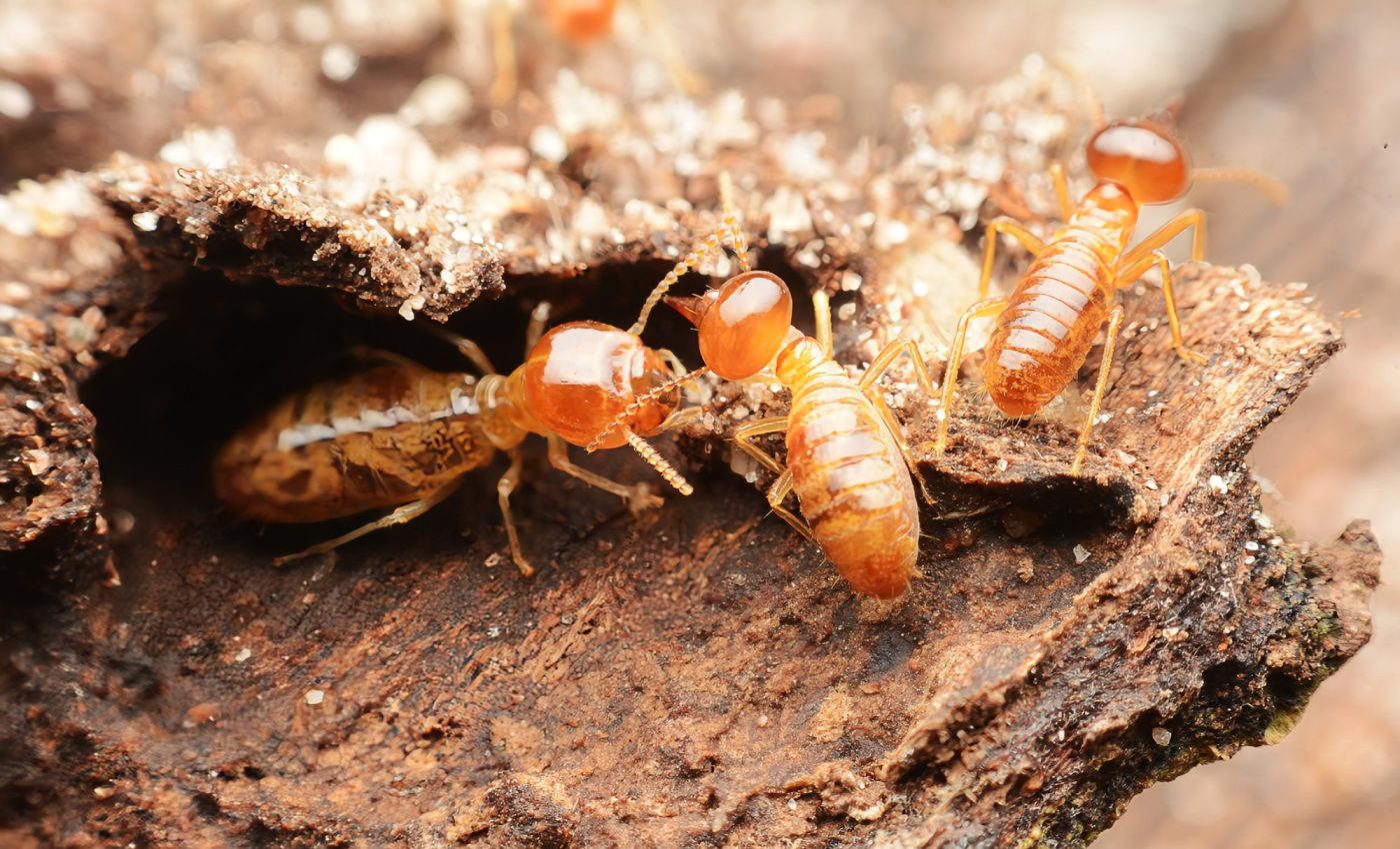 White ants have dual roles as builders and decomposers
