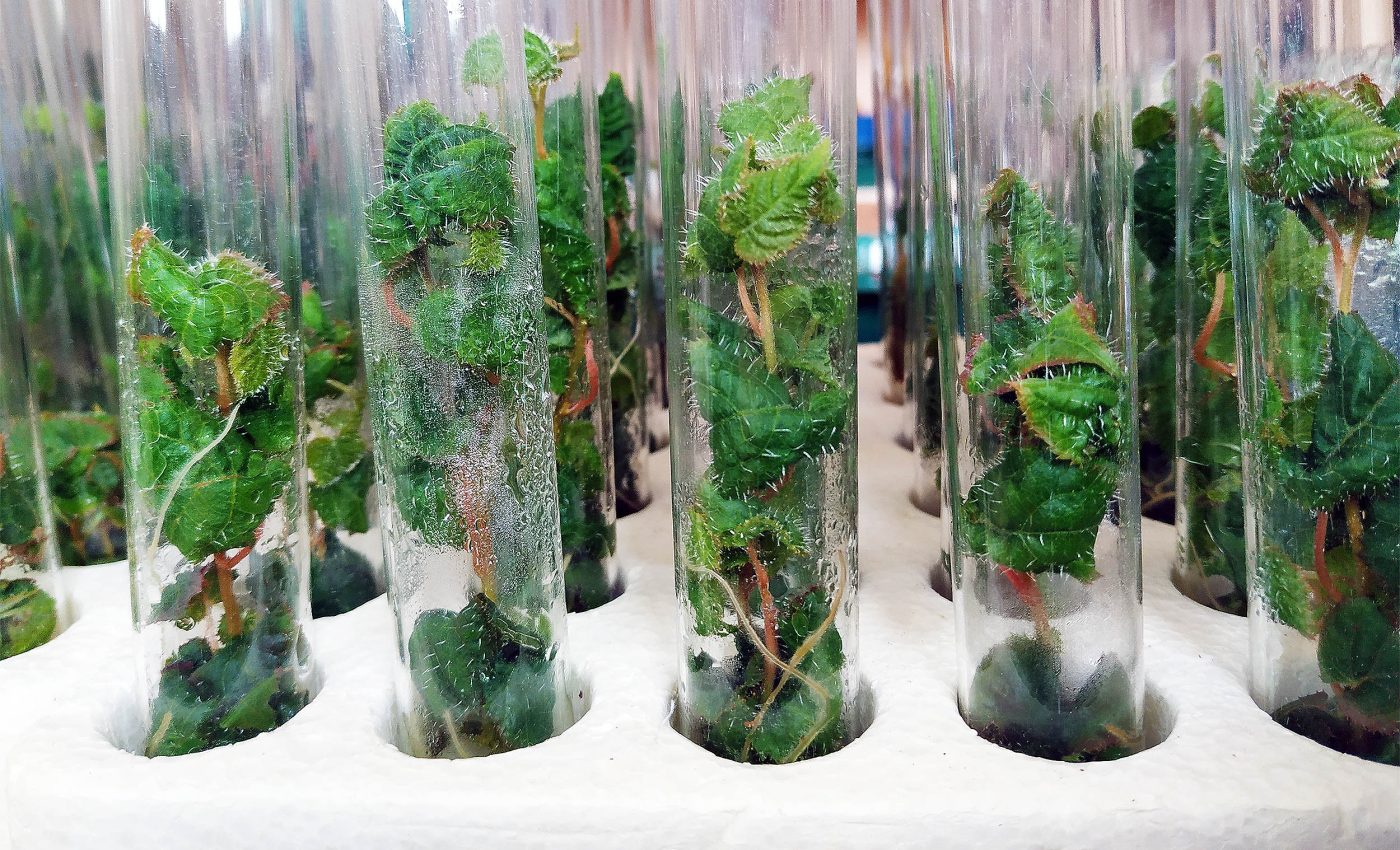 Scientists create 'super wood' from gene-edited trees and claim it will change everything