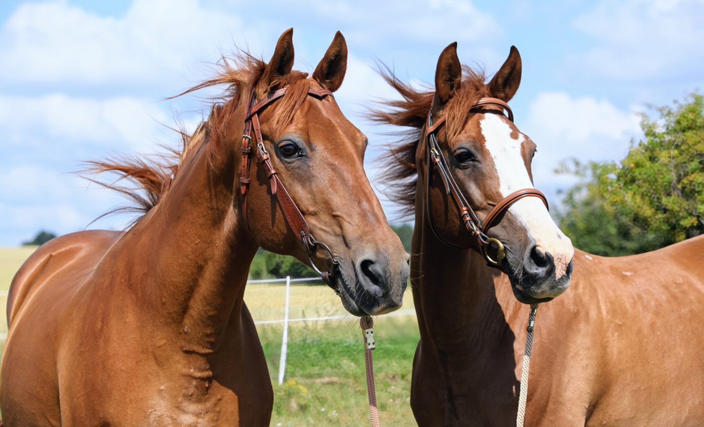 Horse miscarriages offer insights into human pregnancy loss