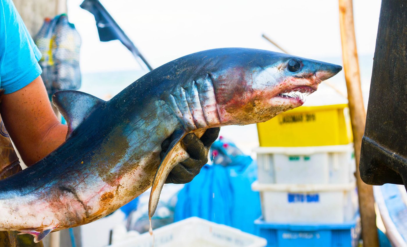 "Cocaine sharks" found off the coast of Brazil - strange but true tale of ocean pollution consequences