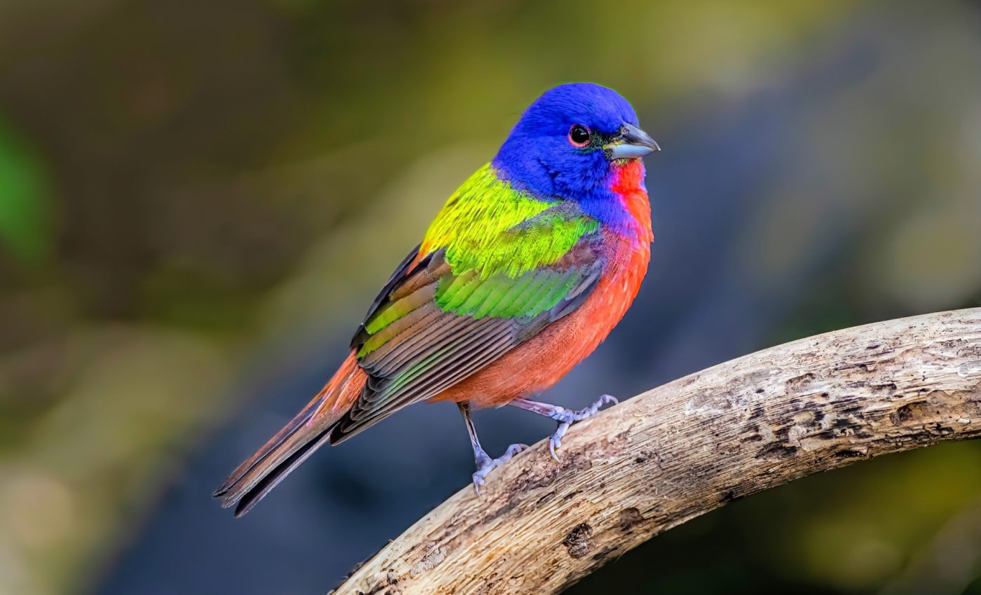 More than a billion birds are killed in window collisions each year