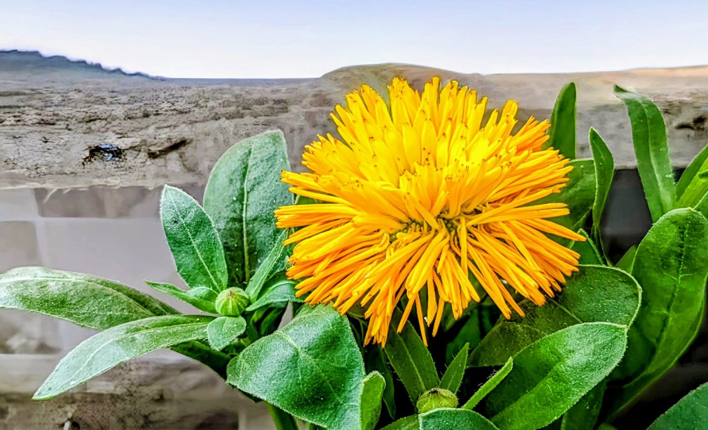 Plants in dry landscapes have surprising diversity