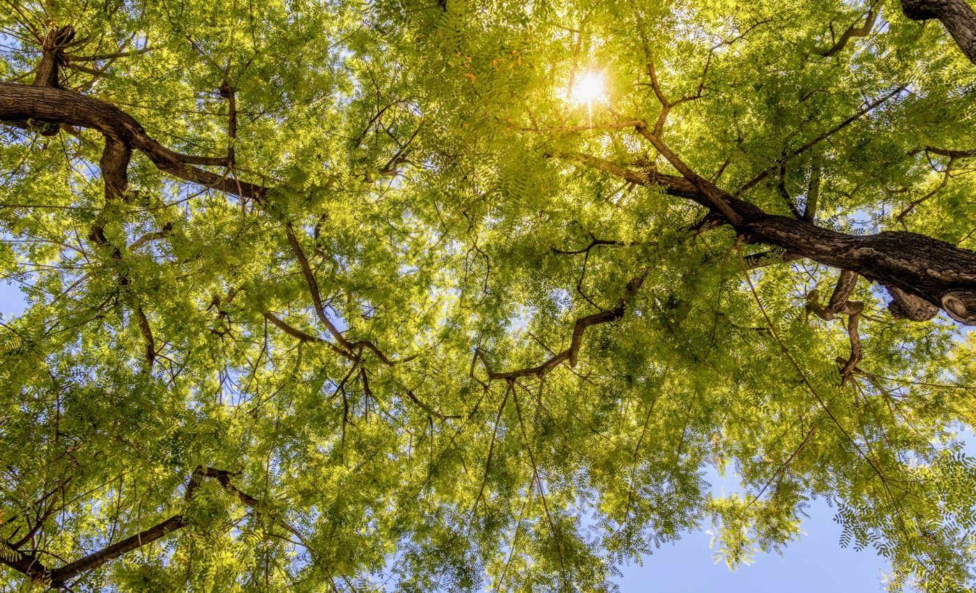 Resilient trees can help protect cities from climate change