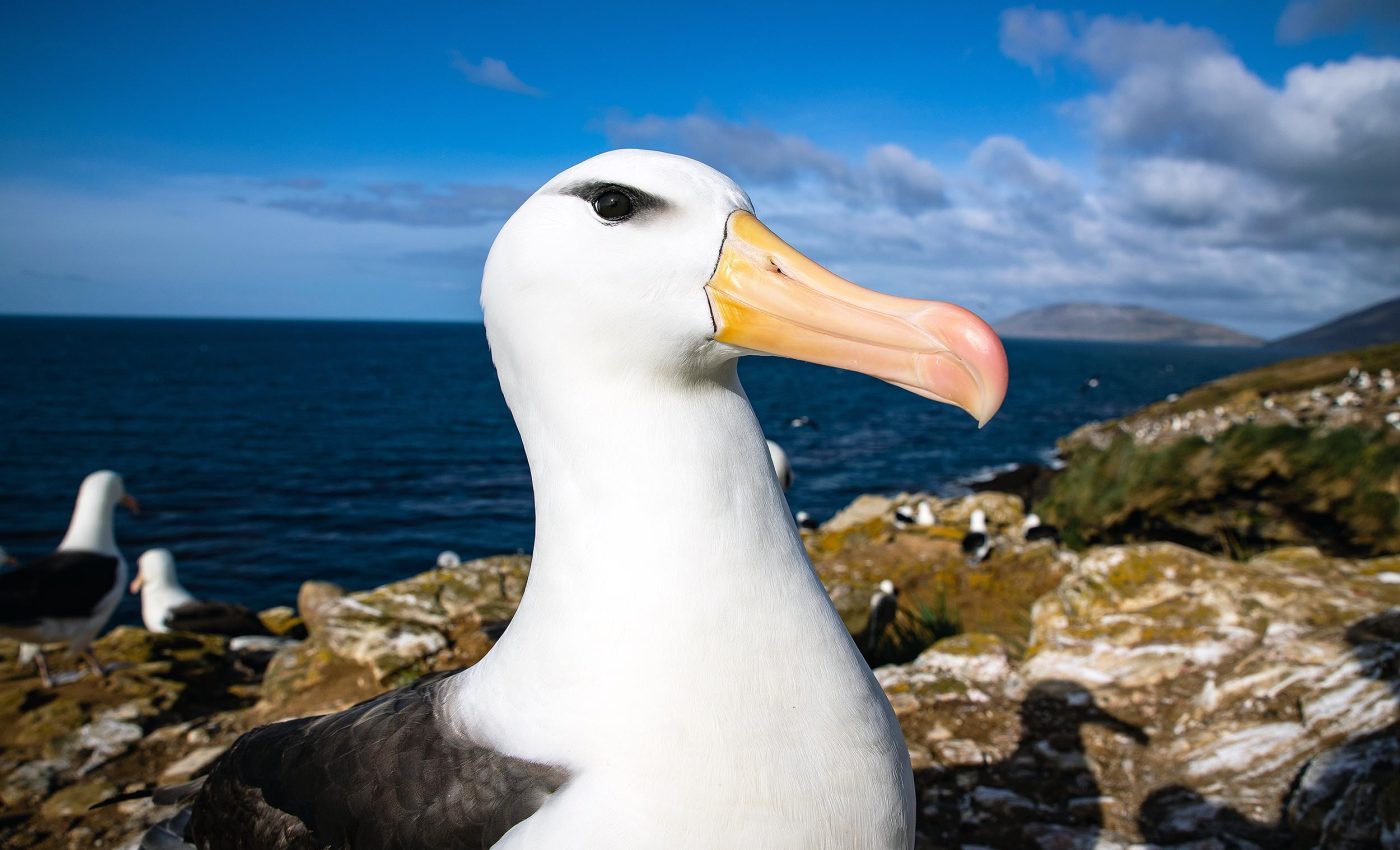 Officials plan to literally “bomb” invasive mice that are eating seabirds alive