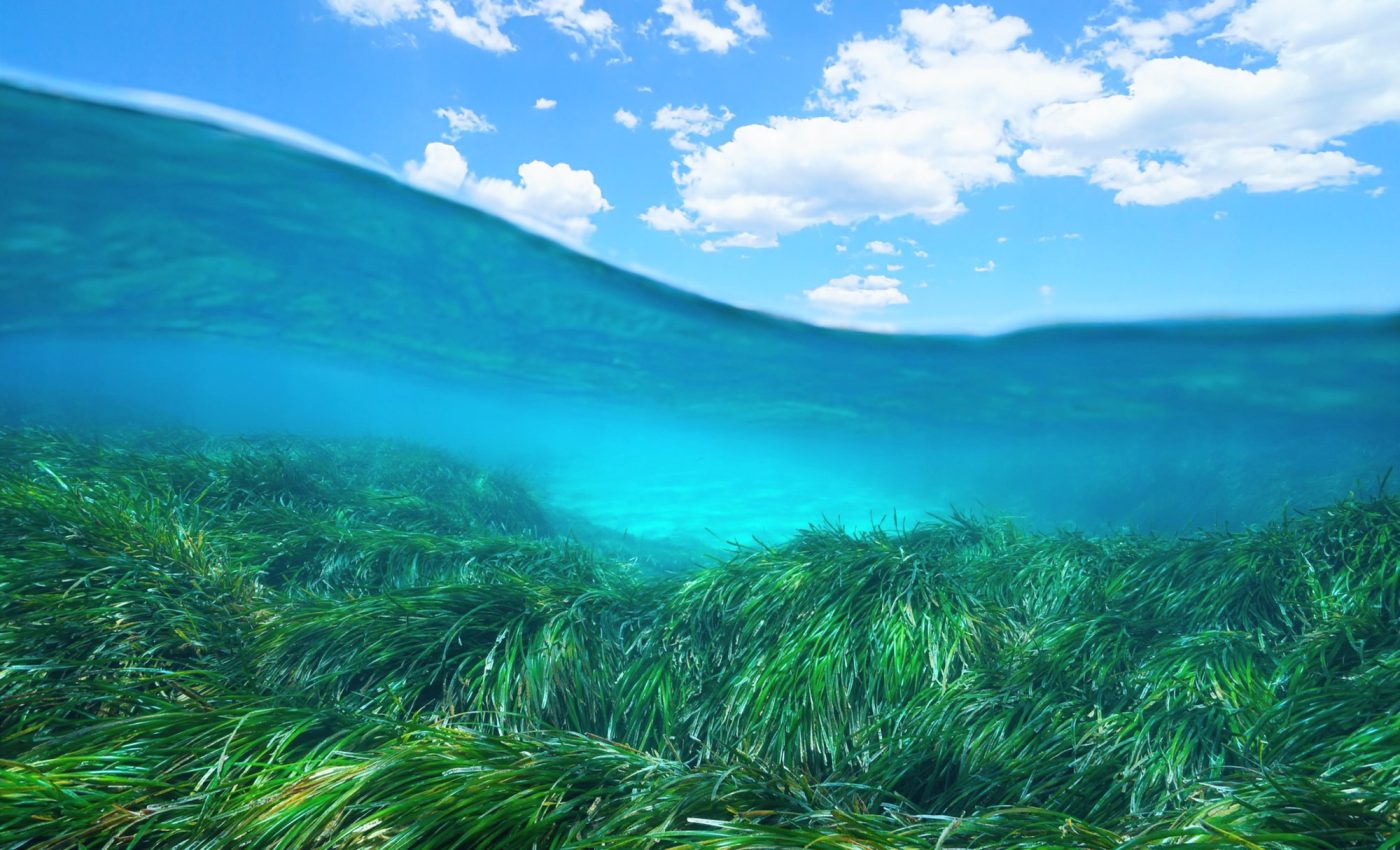 Seagrass meadows filter human pathogens, making seafood safer