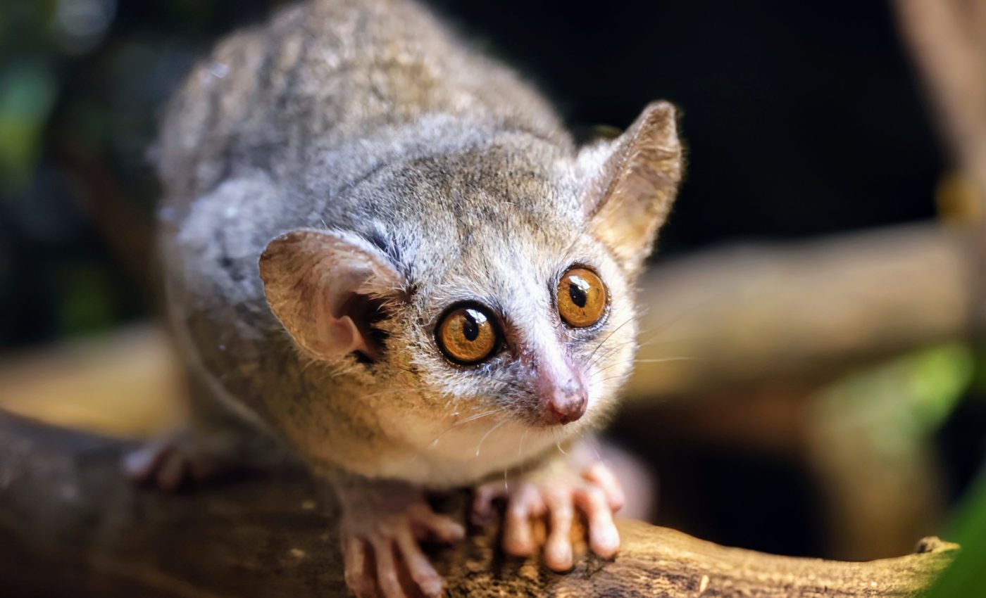 Early mammals had slower growth rates and lived longer