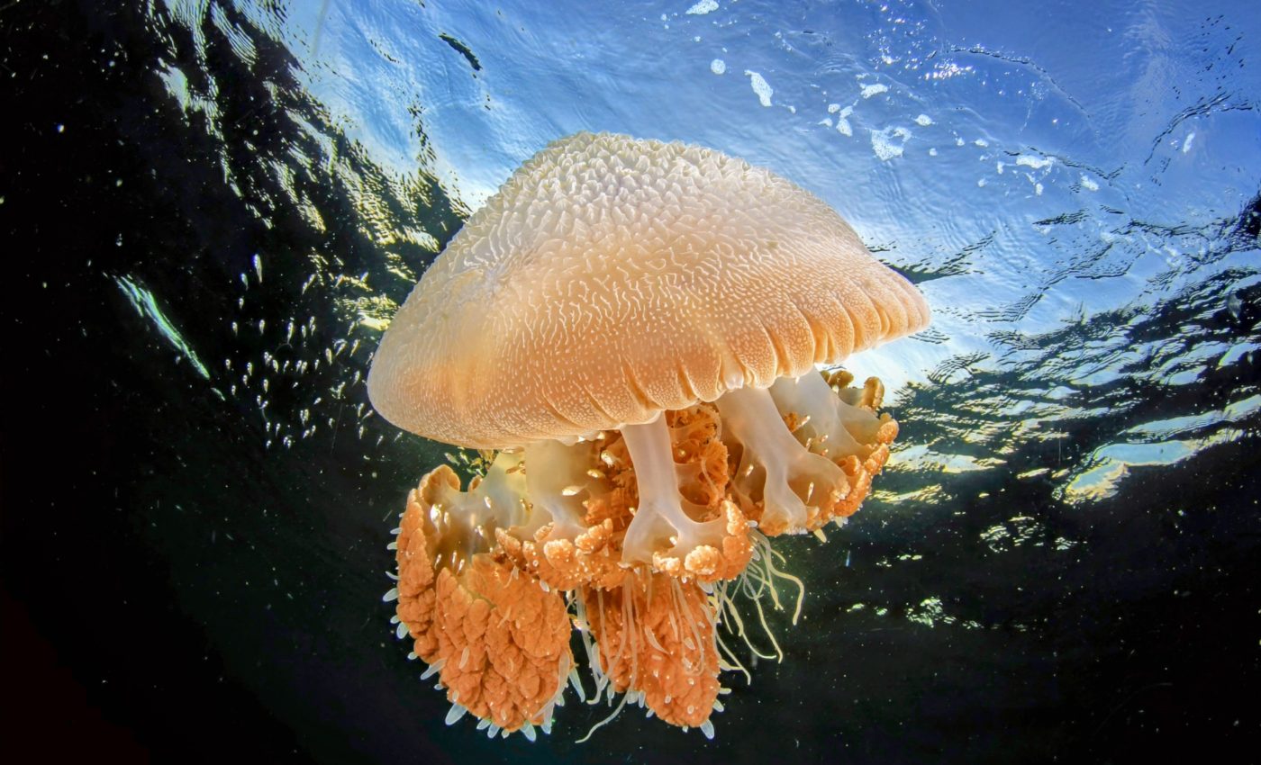 Jellyfish are more than just a snack food for predatory fish