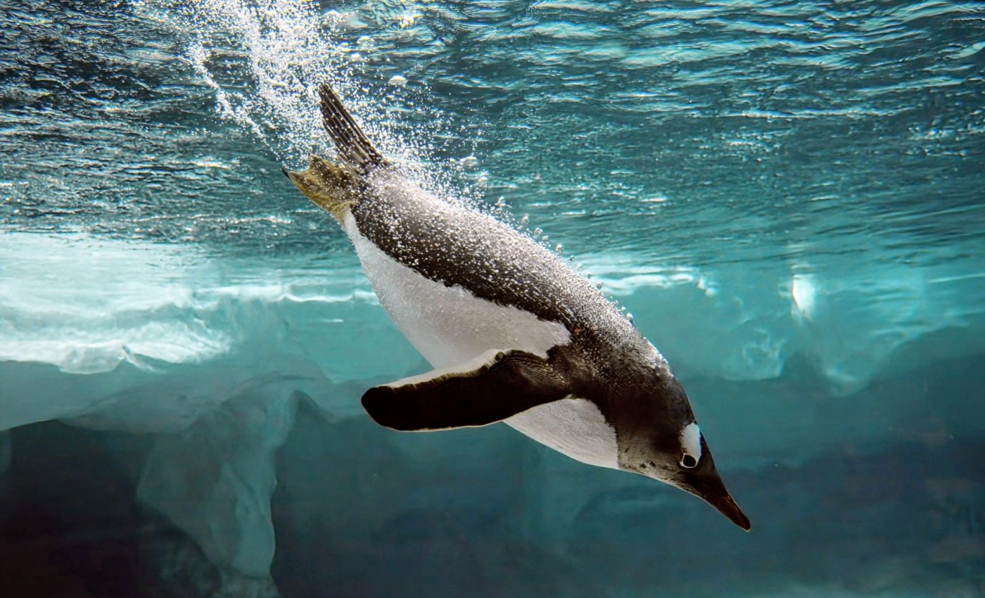 Safeguarding Antarctica from human activity: Crucial sites identified