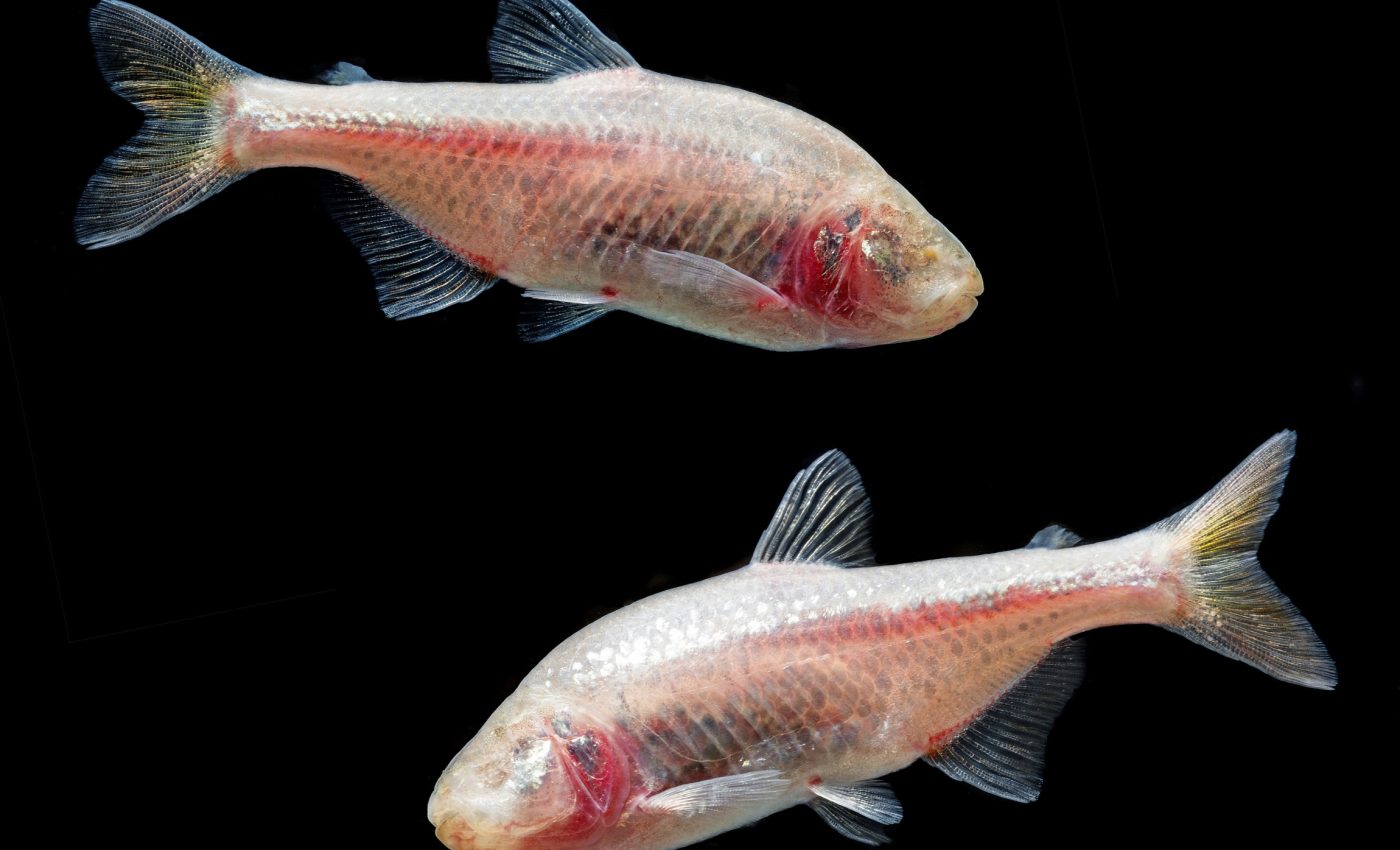 Blind cavefish lost their eyes, but gained taste buds on their head