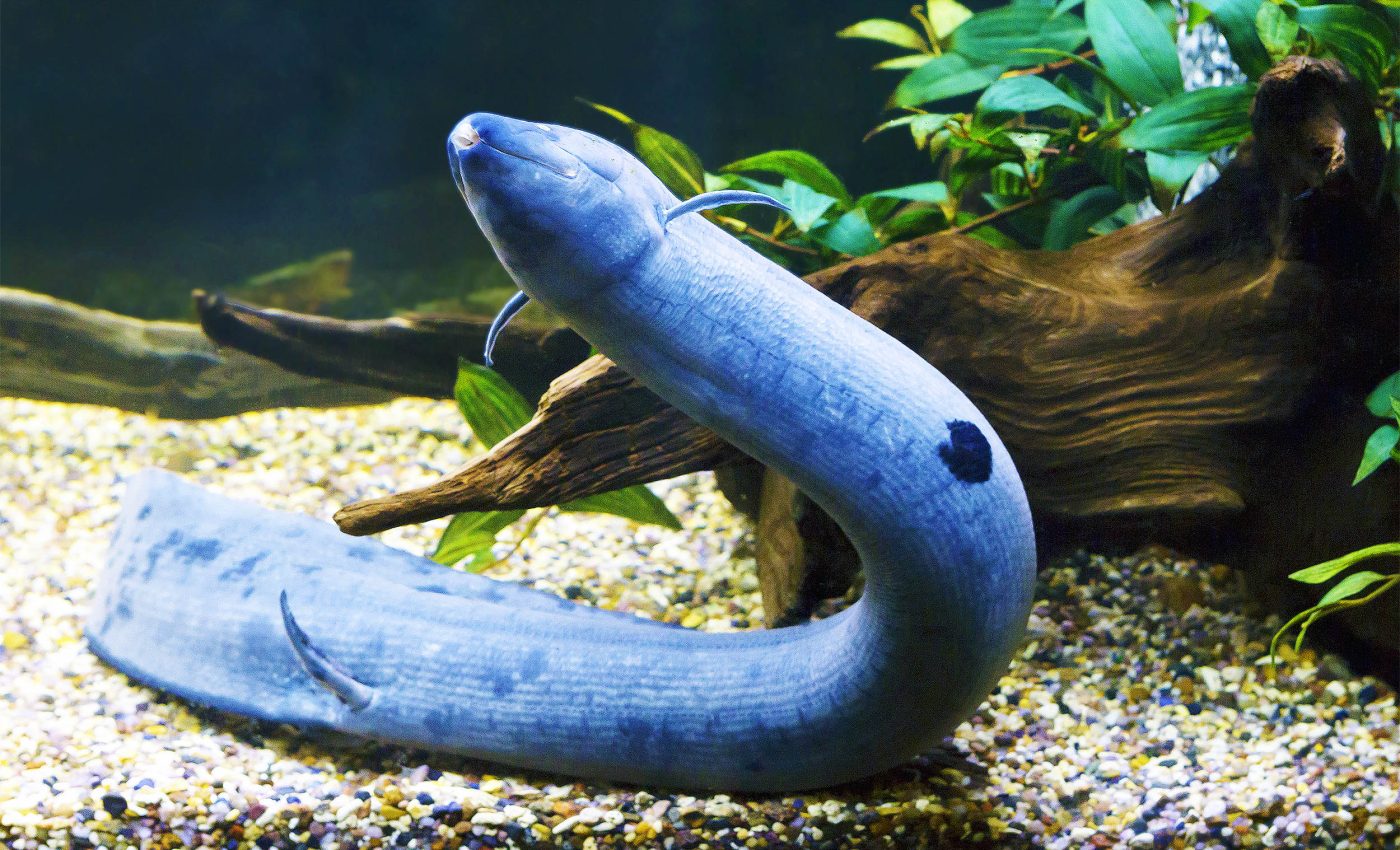 Lungfish genome discovery explains how fish first walked onto land