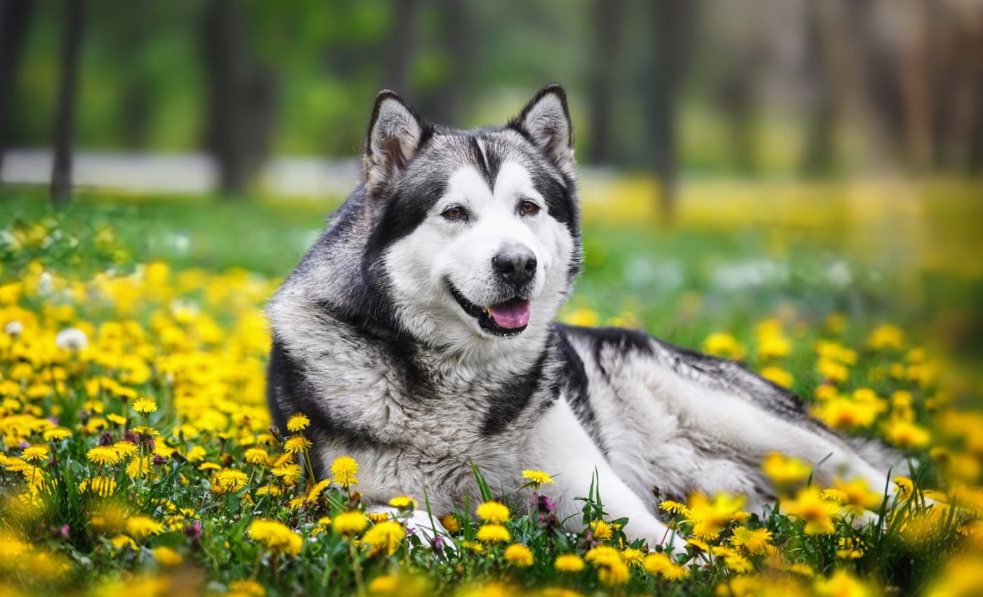 Why did indigenous dog lineages of North America disappear?