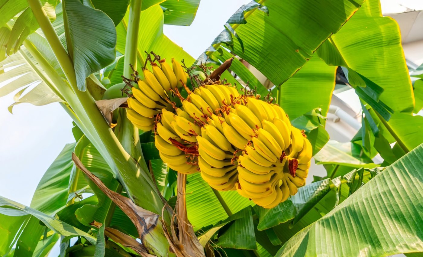 Banana apocalypse: Can science save our favorite fruit?