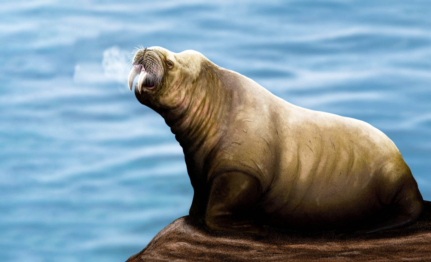 Extinct mammal discovered that resembles a modern-day walrus
