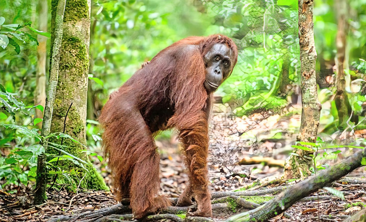 International Orangutan Day 2024: Protecting the 'people of the forest'