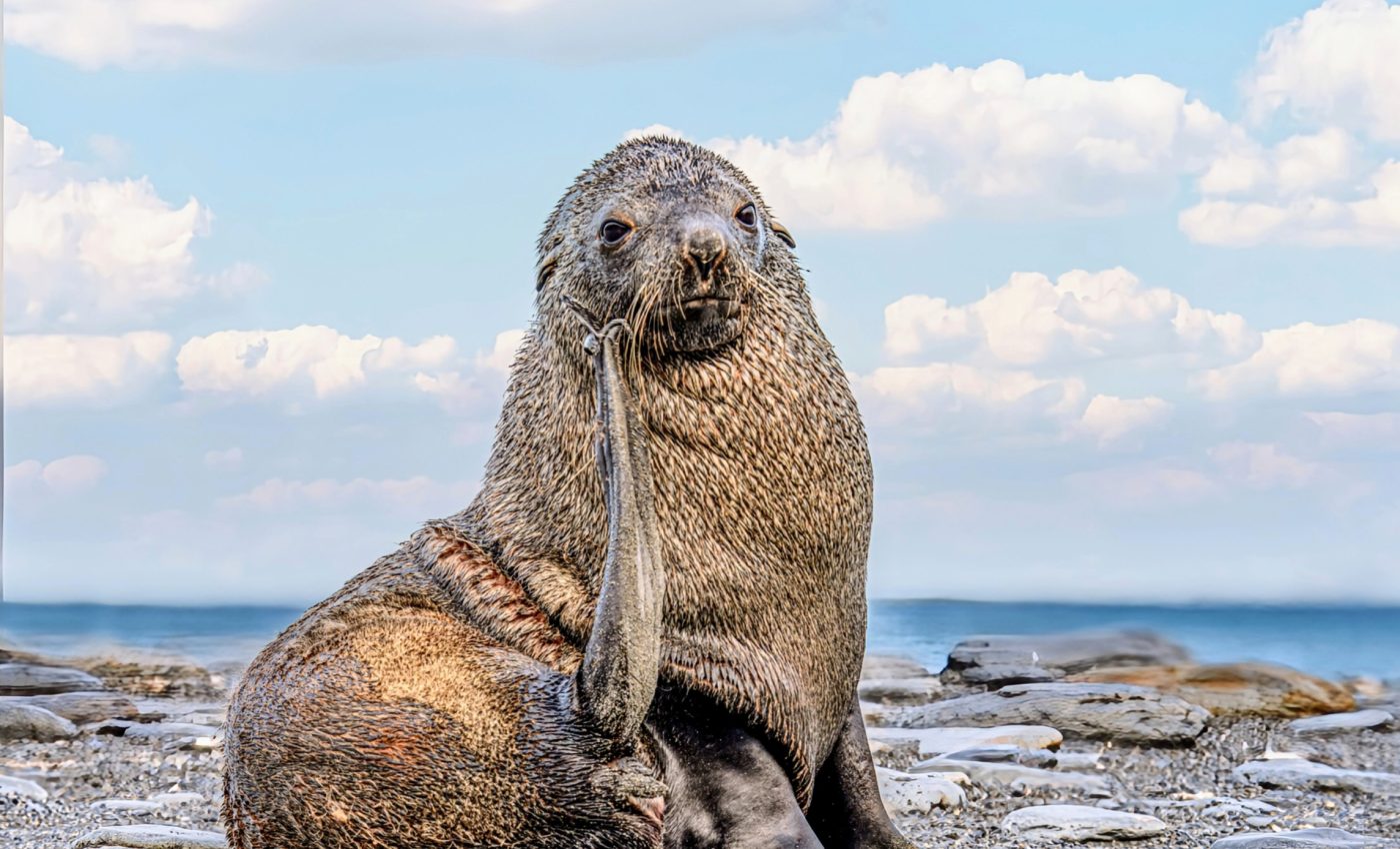 How does bird flu manage to infect mammal species?