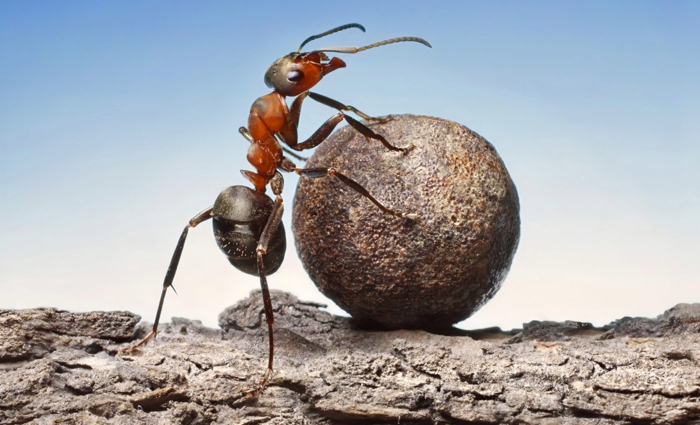 Ants fill a 150-year gap in biodiversity research