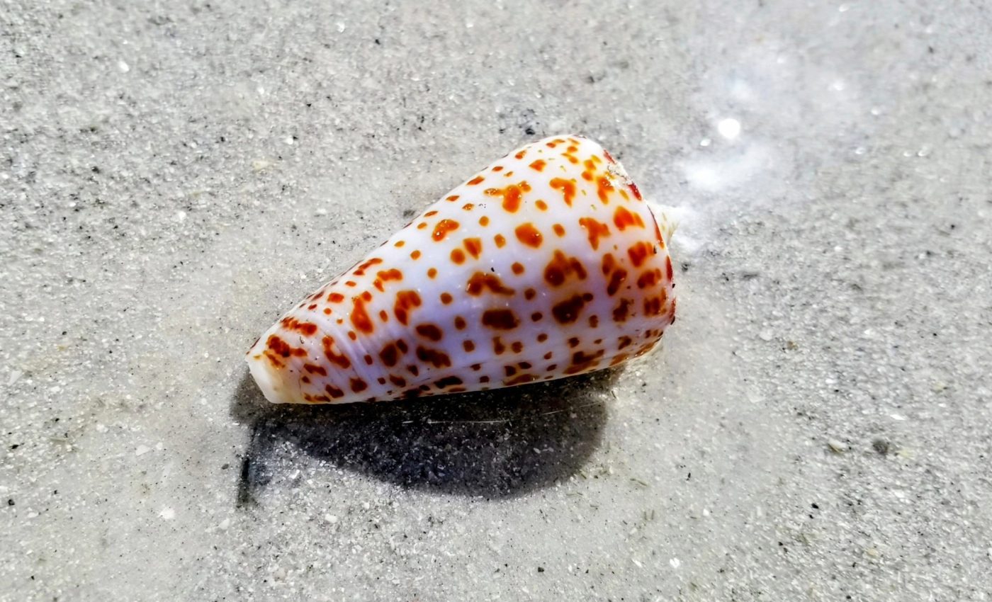 Deadly snail venom could be key to improving diabetes medicine