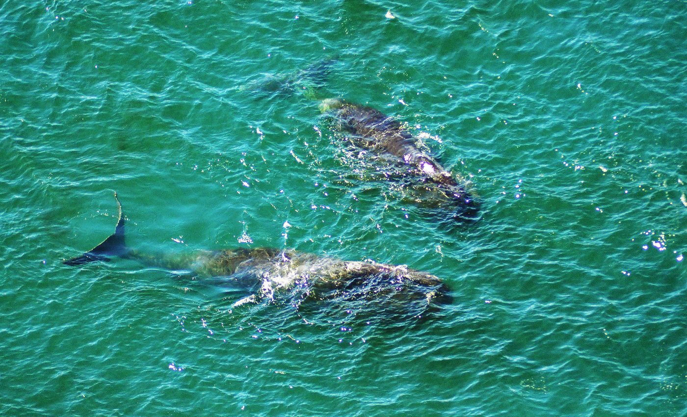 Bowhead whales dive at the same time despite distances of over 60 miles