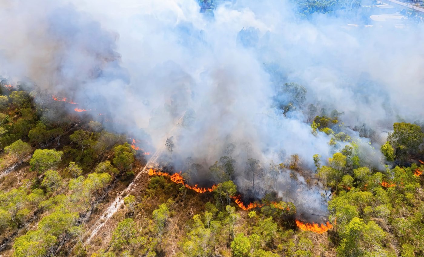 Low-severity wildfires help protect future forests
