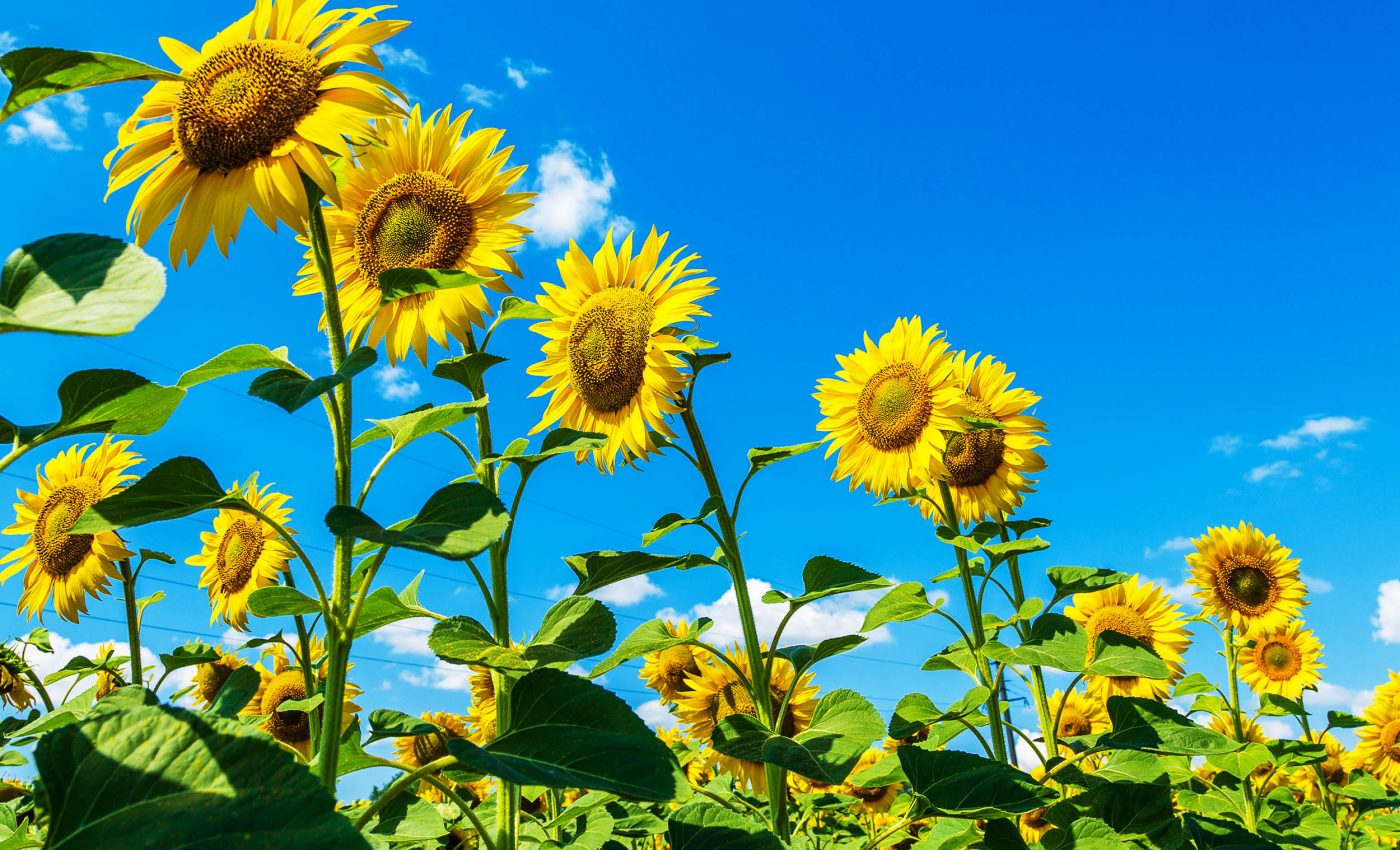 Plants purposefully move and alter growth direction to help their neighbors