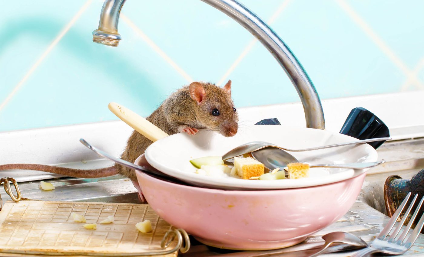Eco-friendly pest control: This simple trick keeps mice away