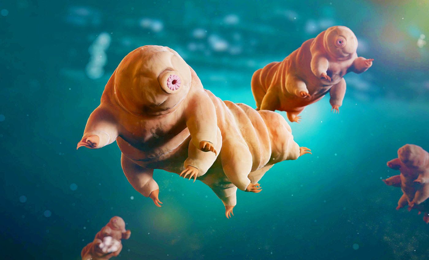 'Water bear' fossils show how they survived several mass extinction events