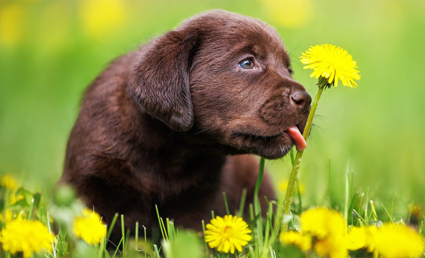 National Dog Day 2024: Honoring man's best friend