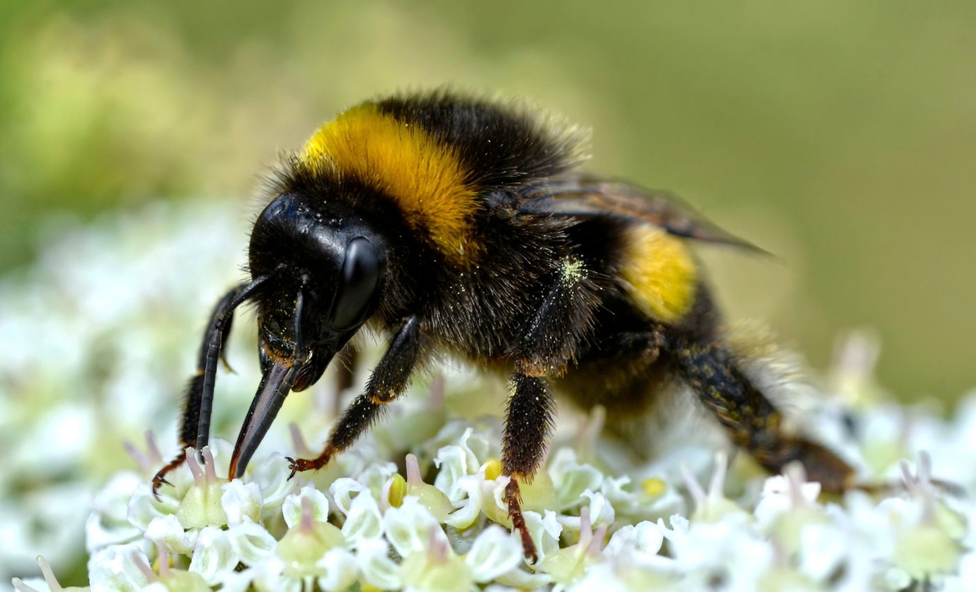 How climate change is buzzing off bumblebee senses