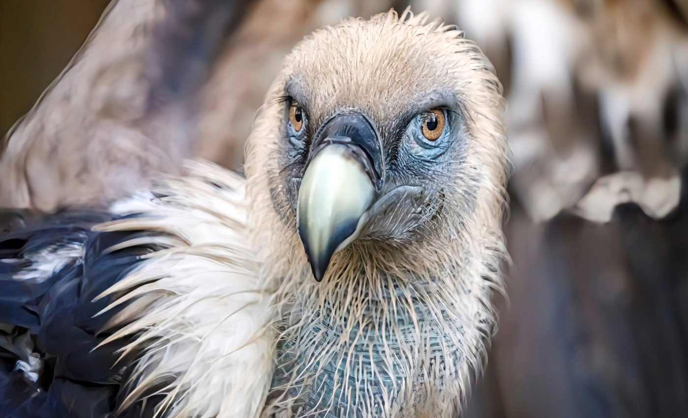 Older griffon vultures have fewer friends with stronger bonds