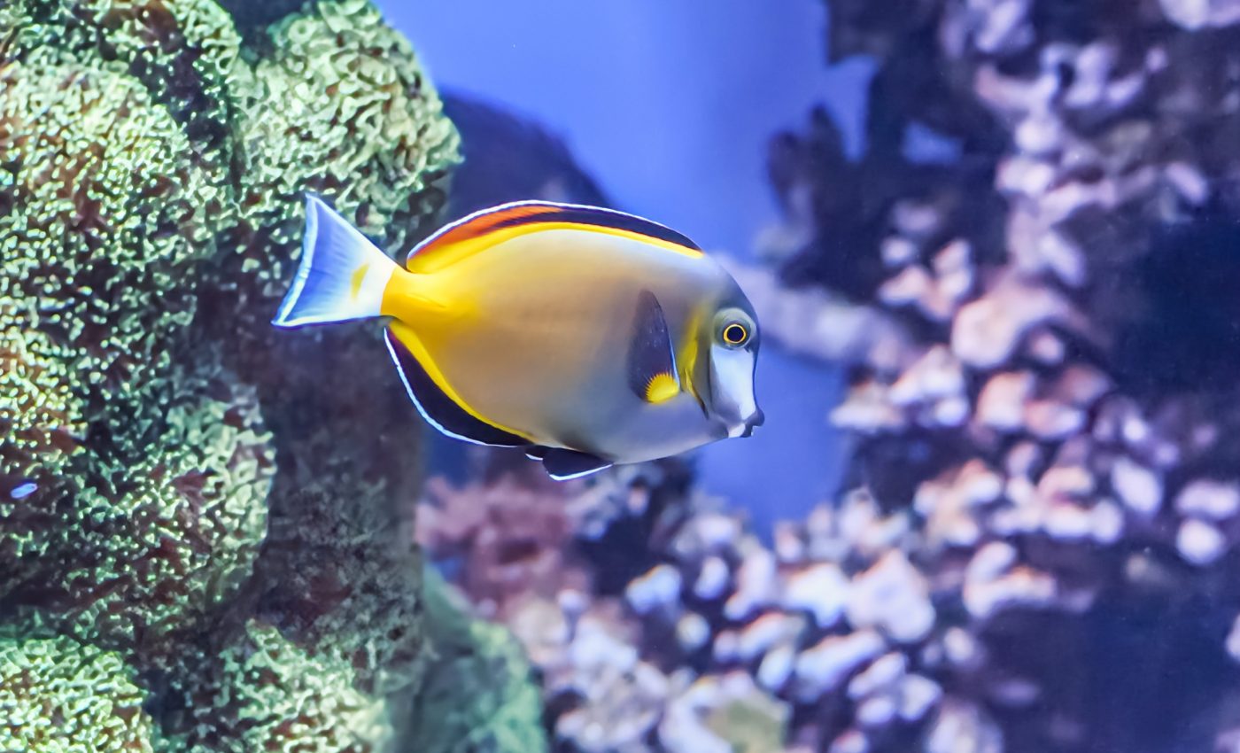 AI illuminates fish interactions in coral reefs
